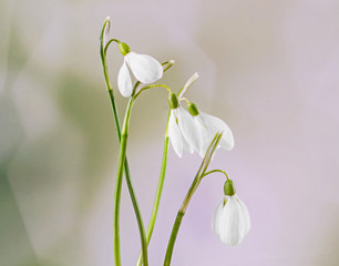 White Galanthus flowers, snowdrop, milk flower, bouquet.