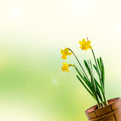 Yellow Daffodils (Narcissus) flowers in a brown vase.