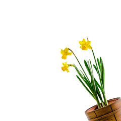 Yellow Daffodils (Narcissus) flowers in a brown vase.