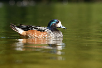 Chiloe Wigeon, Anas sibilatrix