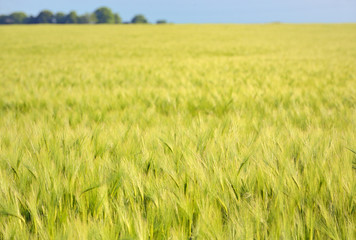 Green wheat field