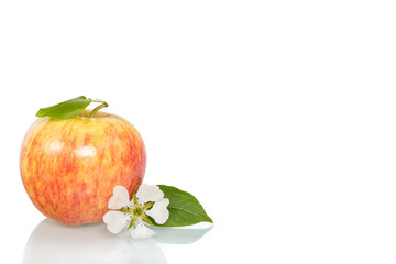 isolated ripe red apples fruit with reflection