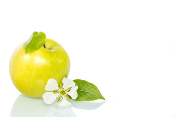 isolated ripe green apples fruit with reflection