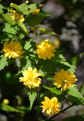 The blossoming Kerriya Japanese terry (Kerria japonica)