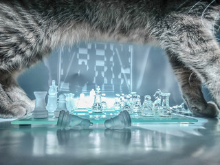 Katze läuft über Schachbrett
