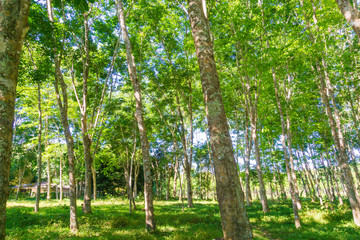 Para rubber tree plantation