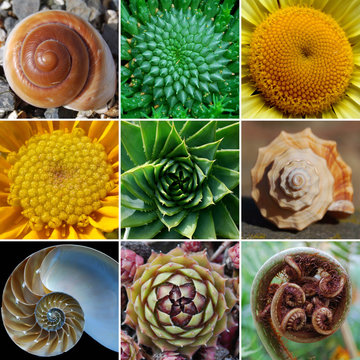 Fototapeta Beautiful Spirals in Nature - Phi, Golden Spiral, Fibonacci 