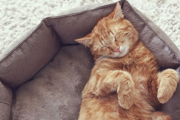 Cat sleeping