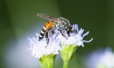 bee