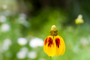 Mexican Hat Coneflower - 83592345