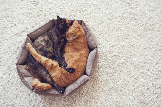 Cats sleeping and hugging