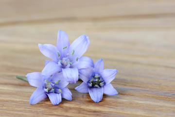 Blue Flower lying on wood
