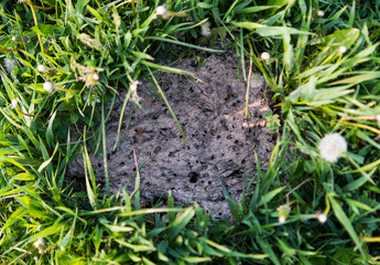 Dried cowpat