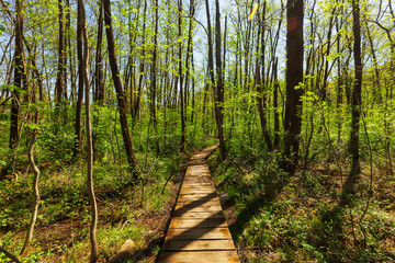 Fototapeta premium Green forest, without people