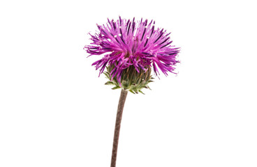 thistles flower