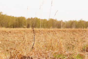 Obraz premium Dry plants on a background of the sky.