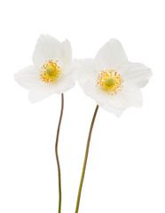 Fototapeta na wymiar white flower anemone Dubravnaya