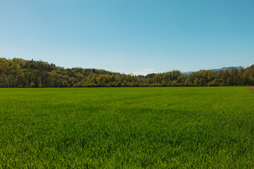 Obraz premium Field of green grass and light blue sky
