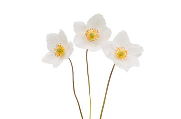 white flower anemone Dubravnaya