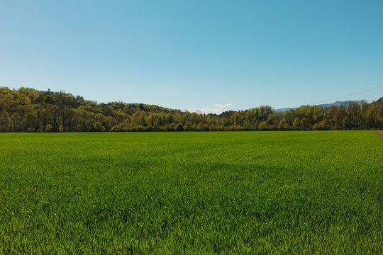 Field of green grass and light blue sky