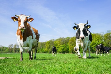 Fototapeta na wymiar Zwei angriffslustige Kühe mit Hörnern auf der Frühlingsweide