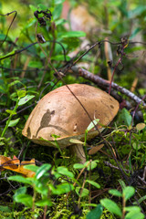 Mushroom in the green grass a sunny autumn day