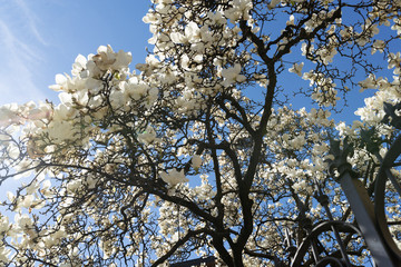 Magnolia with white flowers