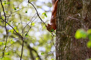 Squirrel eats a leaf of the tree.