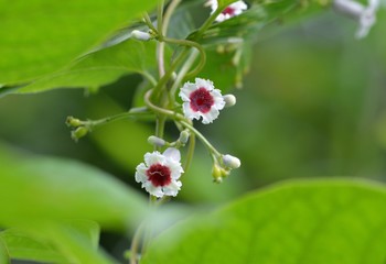 Obraz premium サオトメバナ