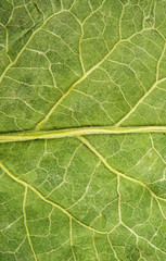 Obraz premium burdock leaf texture