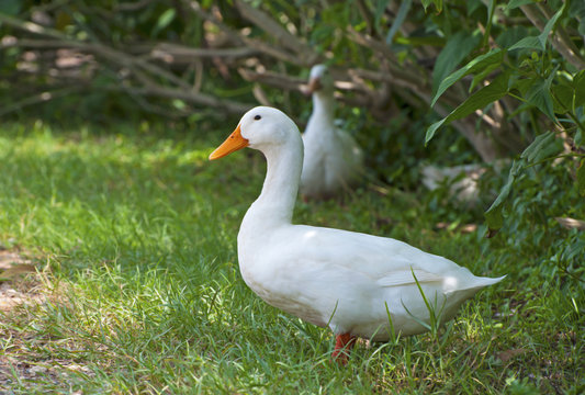 White duck in a farm