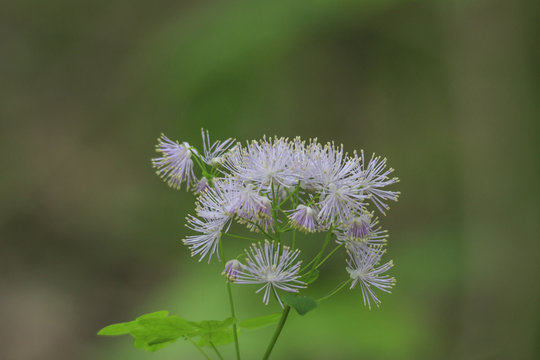 Akeleibl&auml;ttrige Wiesenraute