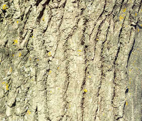 Texture of old oak bark