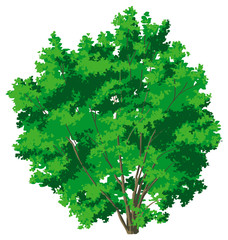 tree on white background