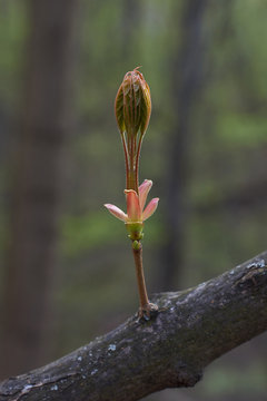 Expands bud maple woods.