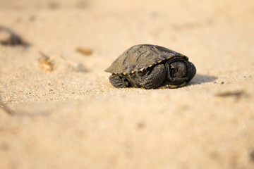 little turtle crawling on sand