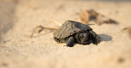 little turtle crawling on sand