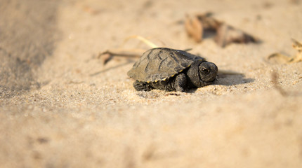 little turtle crawling on sand