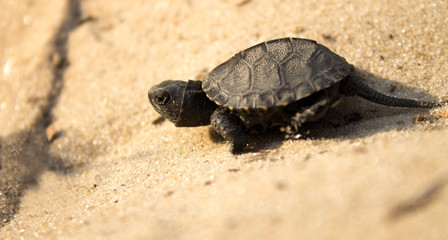 little turtle crawling on sand