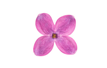 Naklejka na ściany i meble lilac flower
