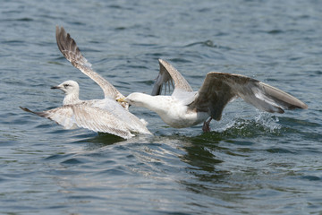 European Herring Gull - BATTLE