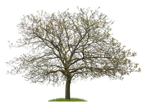Freigestellter Walnussbaum mit ersten Bl&auml;ttern und Bl&uuml;ten