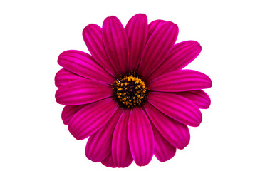 A violet Pink Osteosperumum Flower Daisy