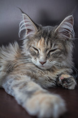 sleeping Maine Coon Kitten on the table