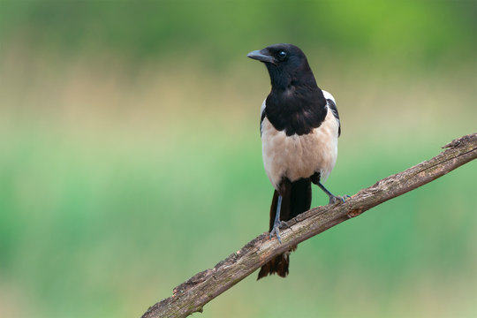 Eurasian magpie perched on a branch
