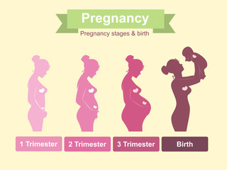 Pregnancy stages