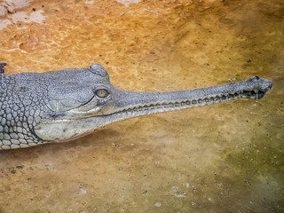 Crocodile et alligator