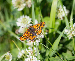 Butterfly summer flowers