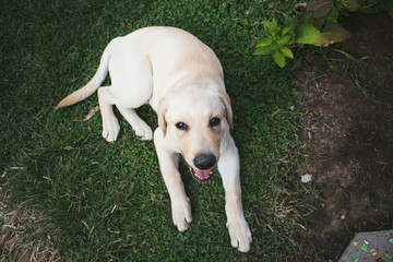Golden labrador