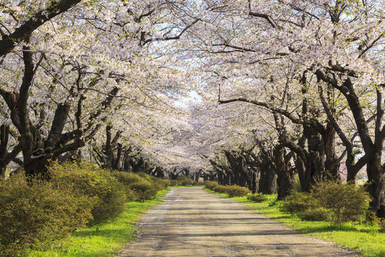 北上展勝地の桜並木　岩手県北上市